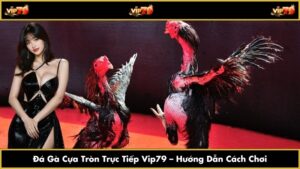 Đá Gà Cựa Tròn Trực Tiếp Vip79 – Hướng Dẫn Cách Chơi