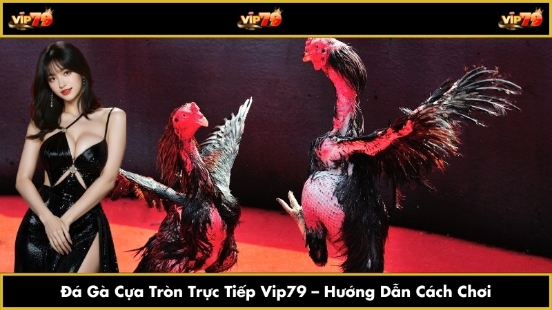 Đá Gà Cựa Tròn Trực Tiếp Vip79 – Hướng Dẫn Cách Chơi