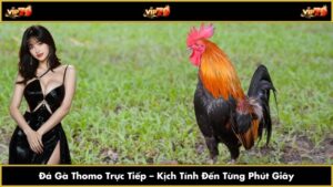 Đá Gà Thomo Trực Tiếp – Kịch Tính Đến Từng Phút Giây