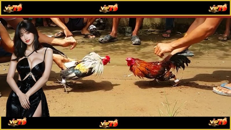 Gợi ý top các sản phẩm đá gà được yêu thích trên sảnh
