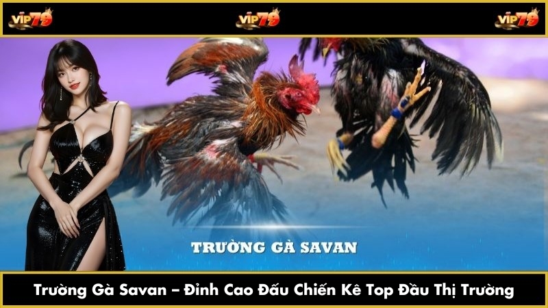Trường Gà Savan – Đỉnh Cao Đấu Chiến Kê Top Đầu Thị Trường