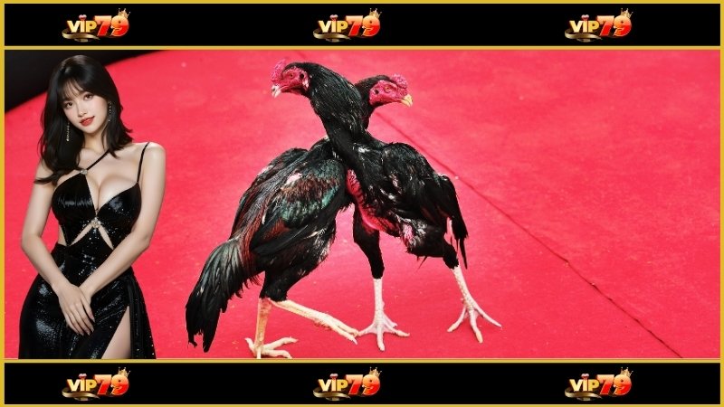Đá gà trực tiếp C1 trên Vip79 Có luật lệ rõ ràng