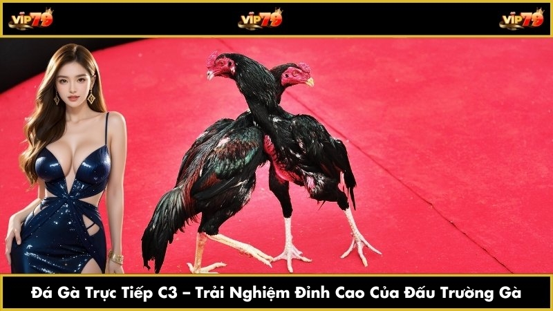 Đá Gà Trực Tiếp C3 – Trải Nghiệm Đỉnh Cao Của Đấu Trường Gà