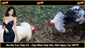 Đá Gà Trực Tiếp C4 – Cập Nhật Trận Đấu Hấp Dẫn Mỗi Ngày Tại VIP79