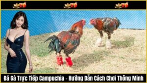 Đá Gà Trực Tiếp Campuchia – Hướng Dẫn Cách Chơi Thông Minh